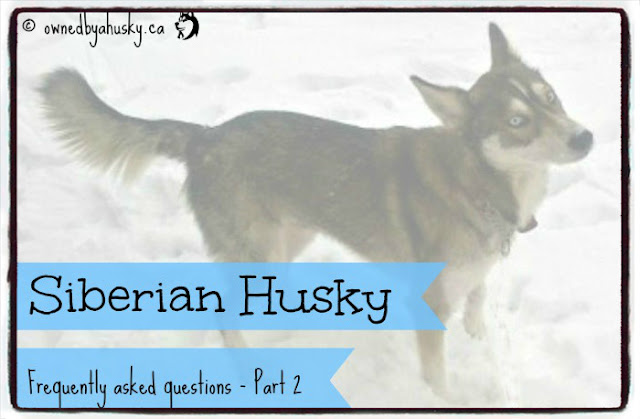 Siberian Husky Frequently Asked Questions