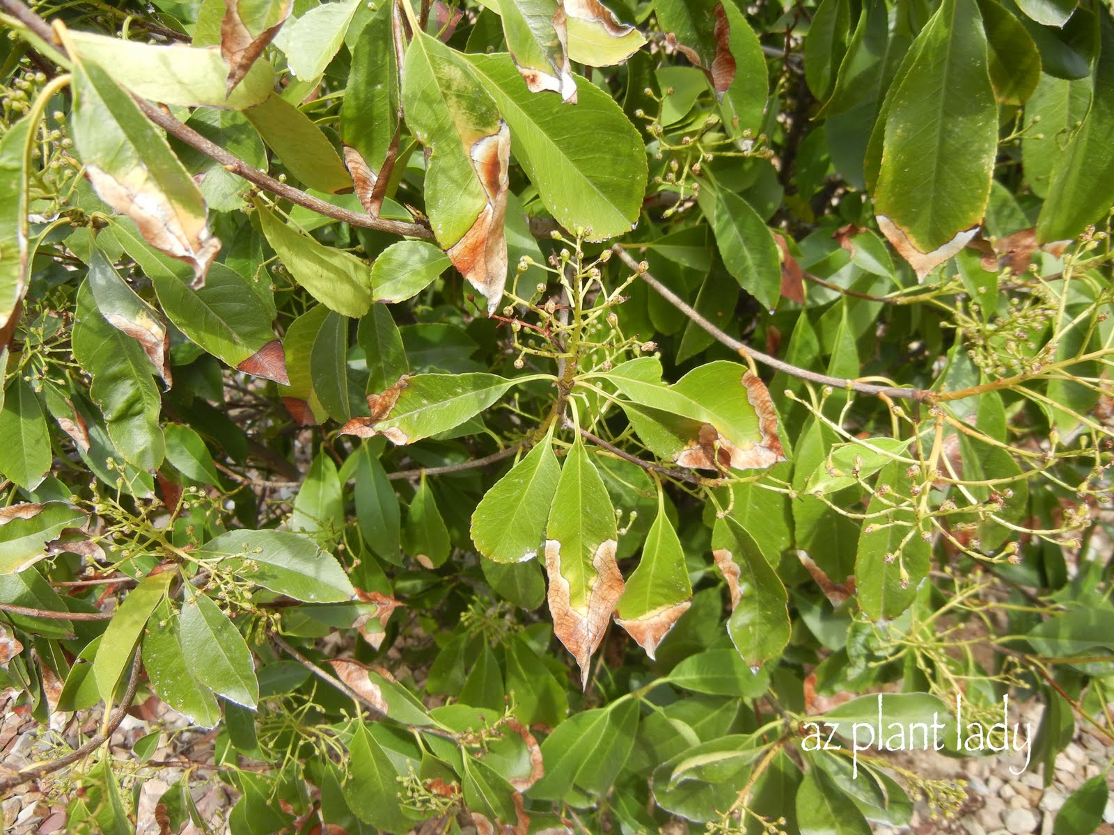 Too Much Salt Isn't Good For You OR Your Plants... Ramblings from a