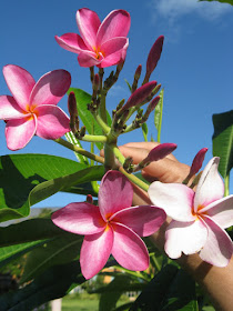 Turks and Caicos pink plumeria flowers by garden muses: a Toronto gardening blog