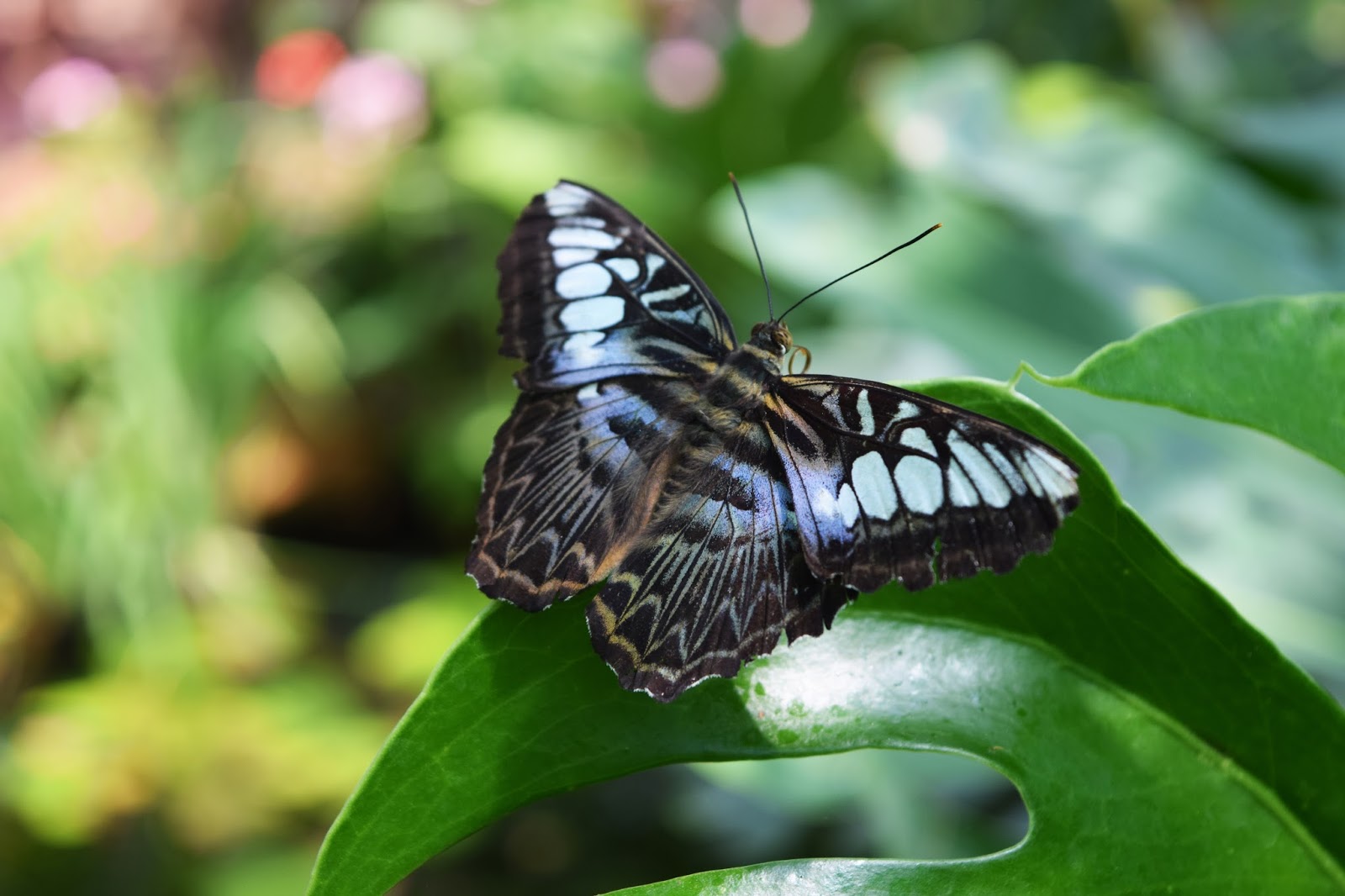 BERKELEY CASTLE AND BUTTERFLY FARM GraceBee