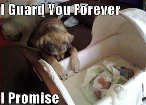 Dog Guards Baby For Lifetime