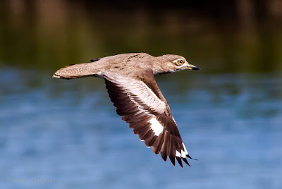 Canon EOS 7D Mark II AF System Application For Birds in Flight Photography Canon EOS 7D Mark II AF System Application For Birds in Flight Photography