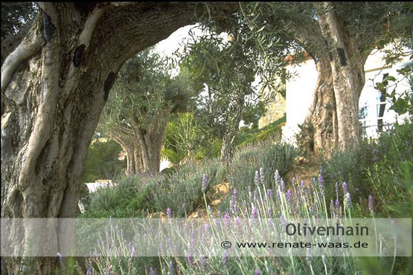 Gartenblog Zu Gartenplanung Gartenberatung Gartendesign Und