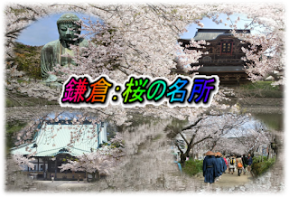 鎌倉の桜