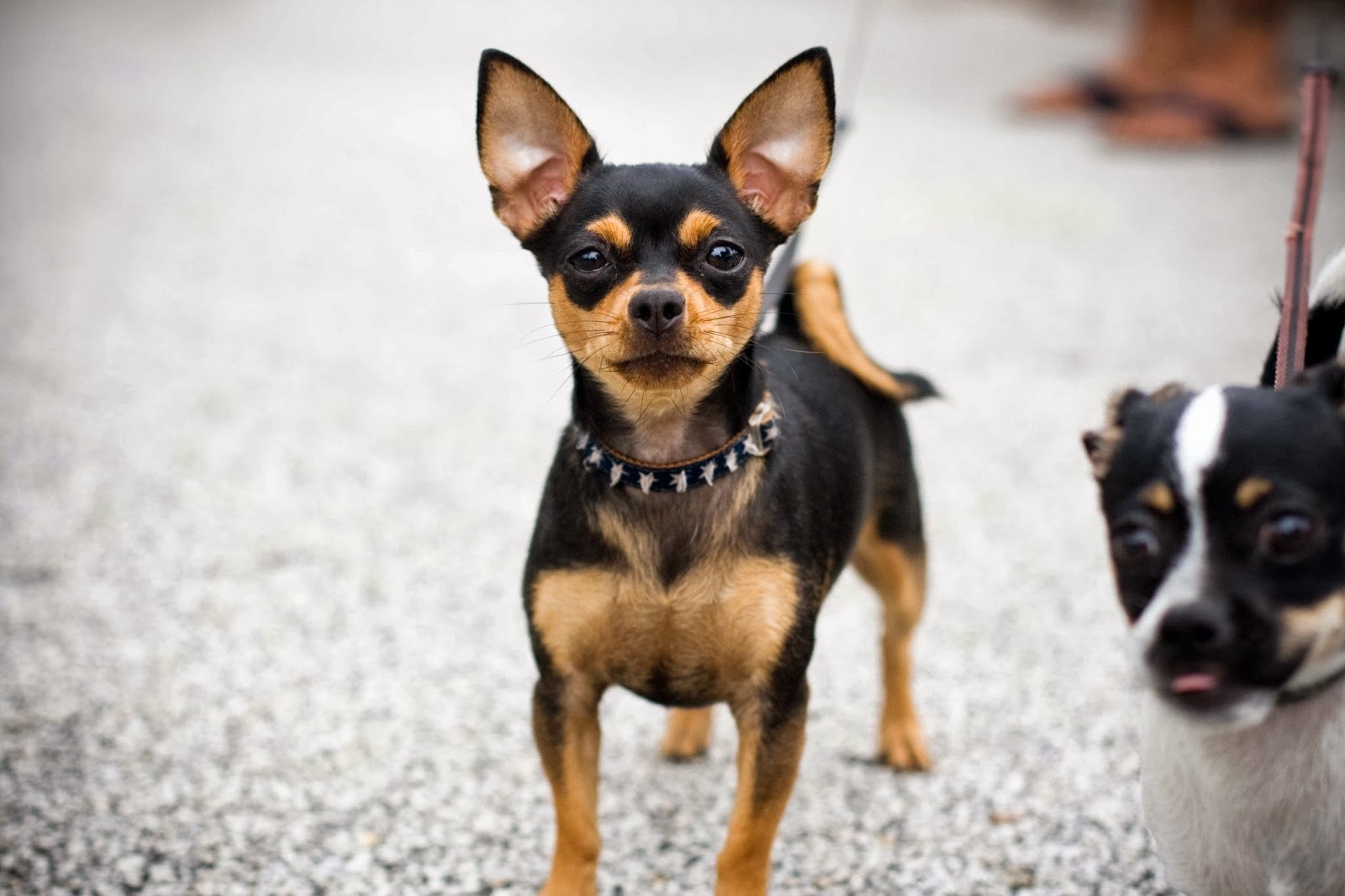 Chihuahua Wild Life World