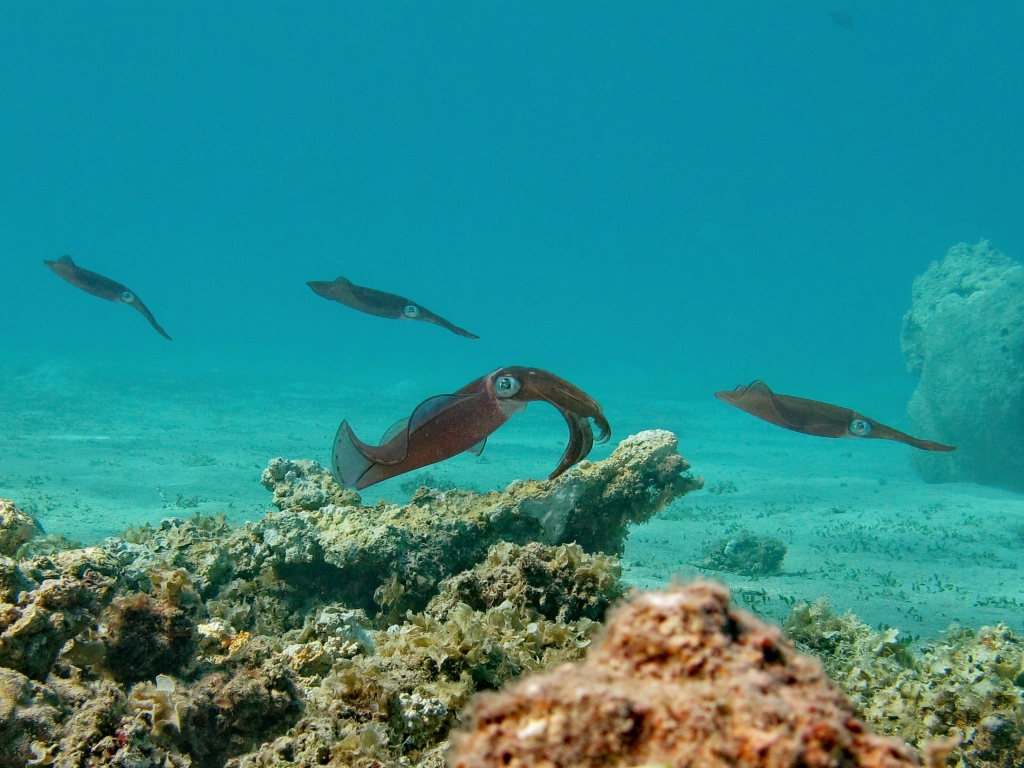 Кальмар красное море Кальмар красное море