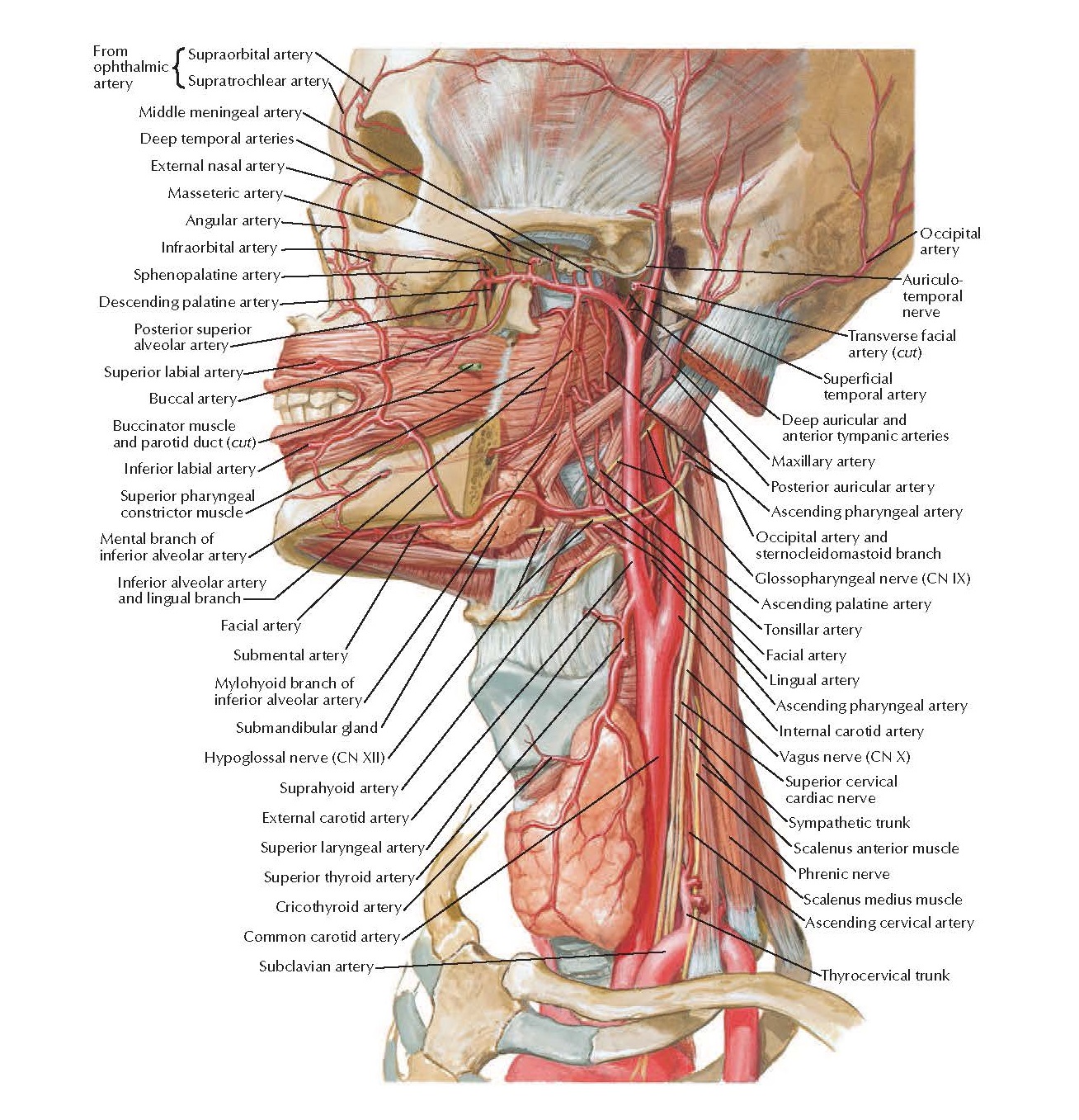 Arteries of Oral and Pharyngeal Regions Anatomy