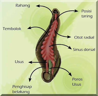 anatomi Hirudo medicinalis