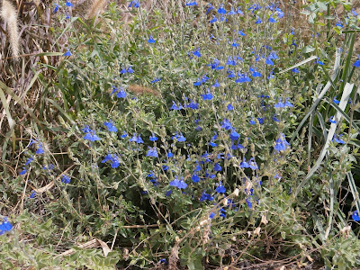 Salvia rastrera Salvia procurrens