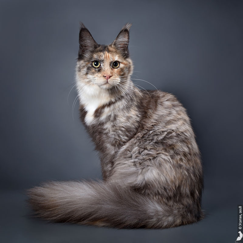 мейн-кун. мейн кун самка. европейский мейн-кун кошка. мейн-кун. мейн кун американский енотовый.