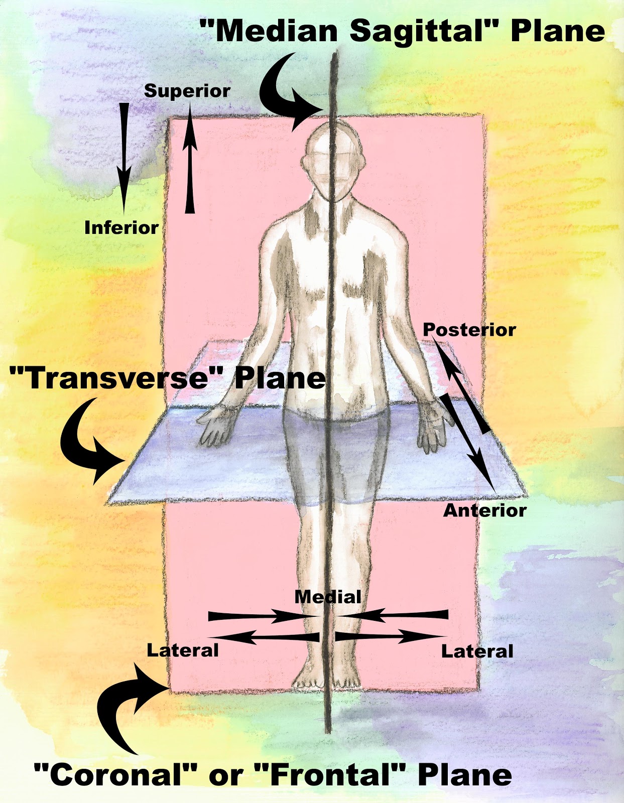 Anatomical Position Tyredstrange