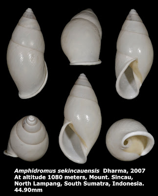 Amphidromus sekincauensis 44.90mm