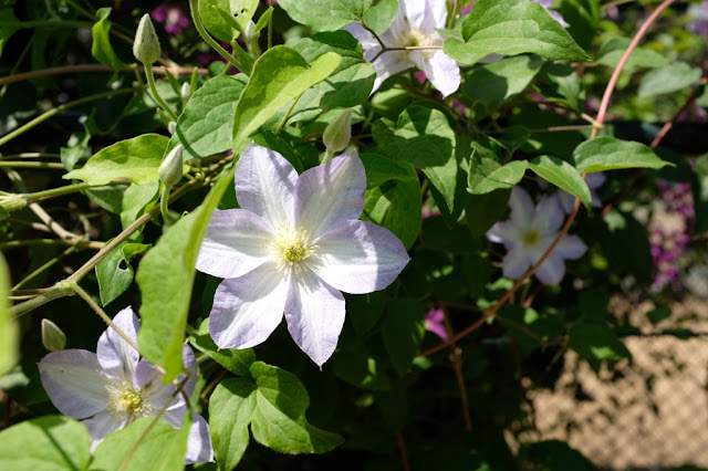 筑波実験植物園の撮影