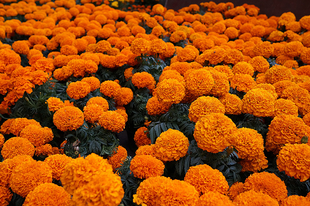 Festejando el Día de Muertos contigo #1: Flor de Cempasúchil - Ferias de  México