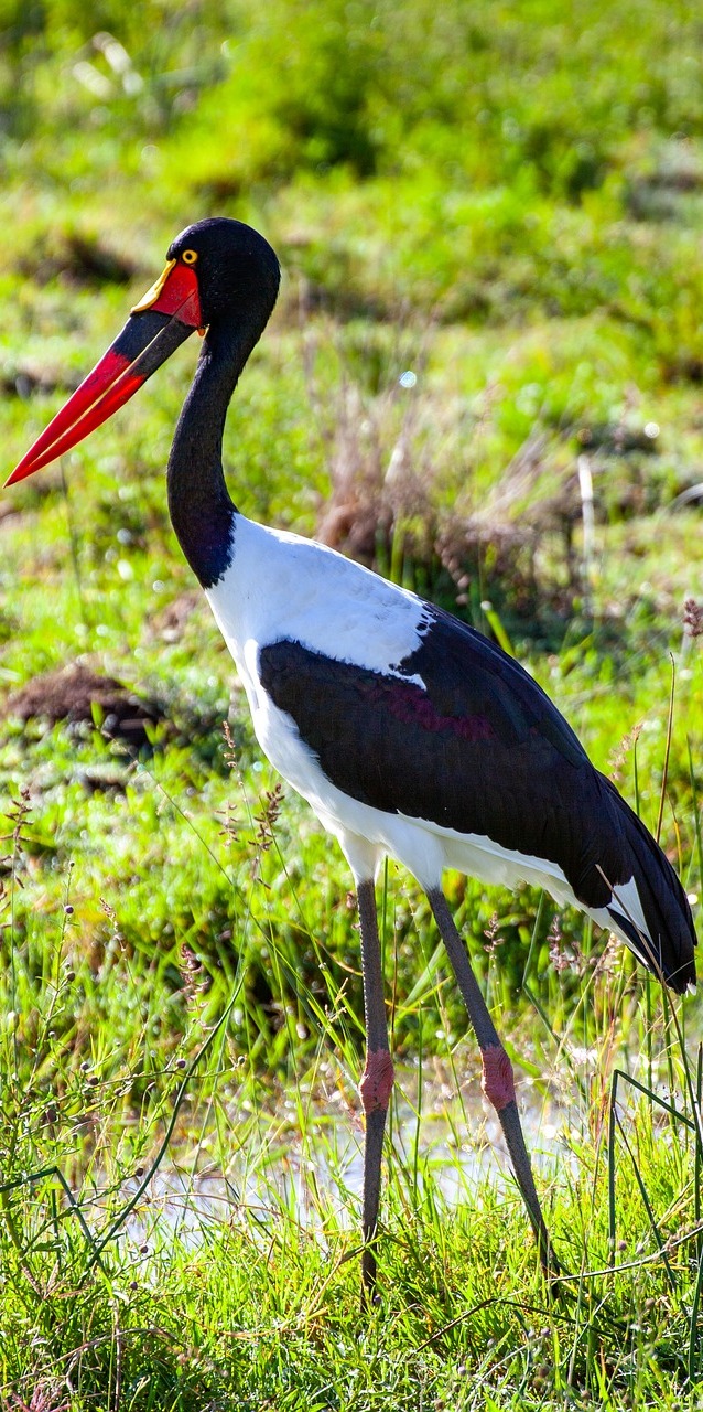  A beautiful saddle-billed stork.