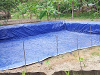 Metode Ternak Ikan Gurame di Kolam Terpal Metode Ternak Ikan Gurame di Kolam Terpal