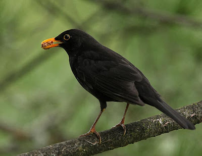 Turdus merula