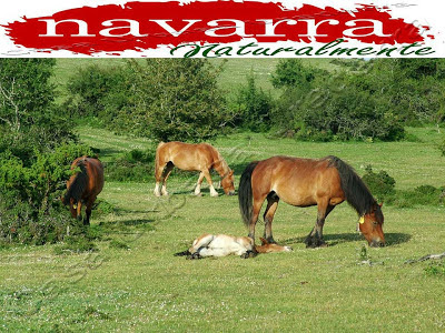 164 Zonas Aparcamientos Autocaravanas en Navarra   www.casaruralurbasa.com