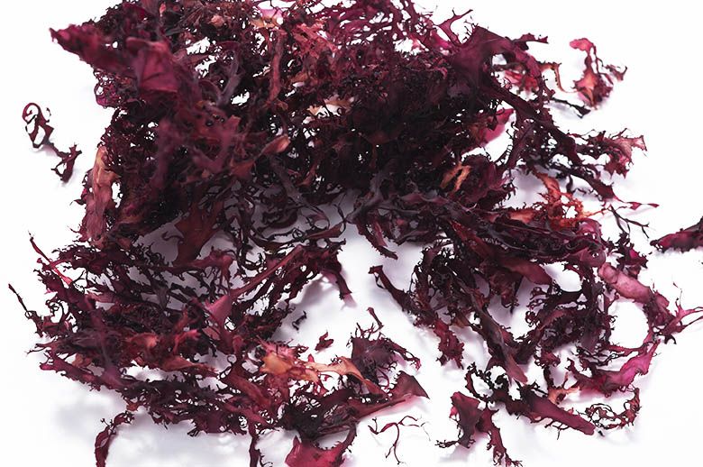 Tosaka Seaweed Product and Consumption Indonesia Seaweed Suppliers