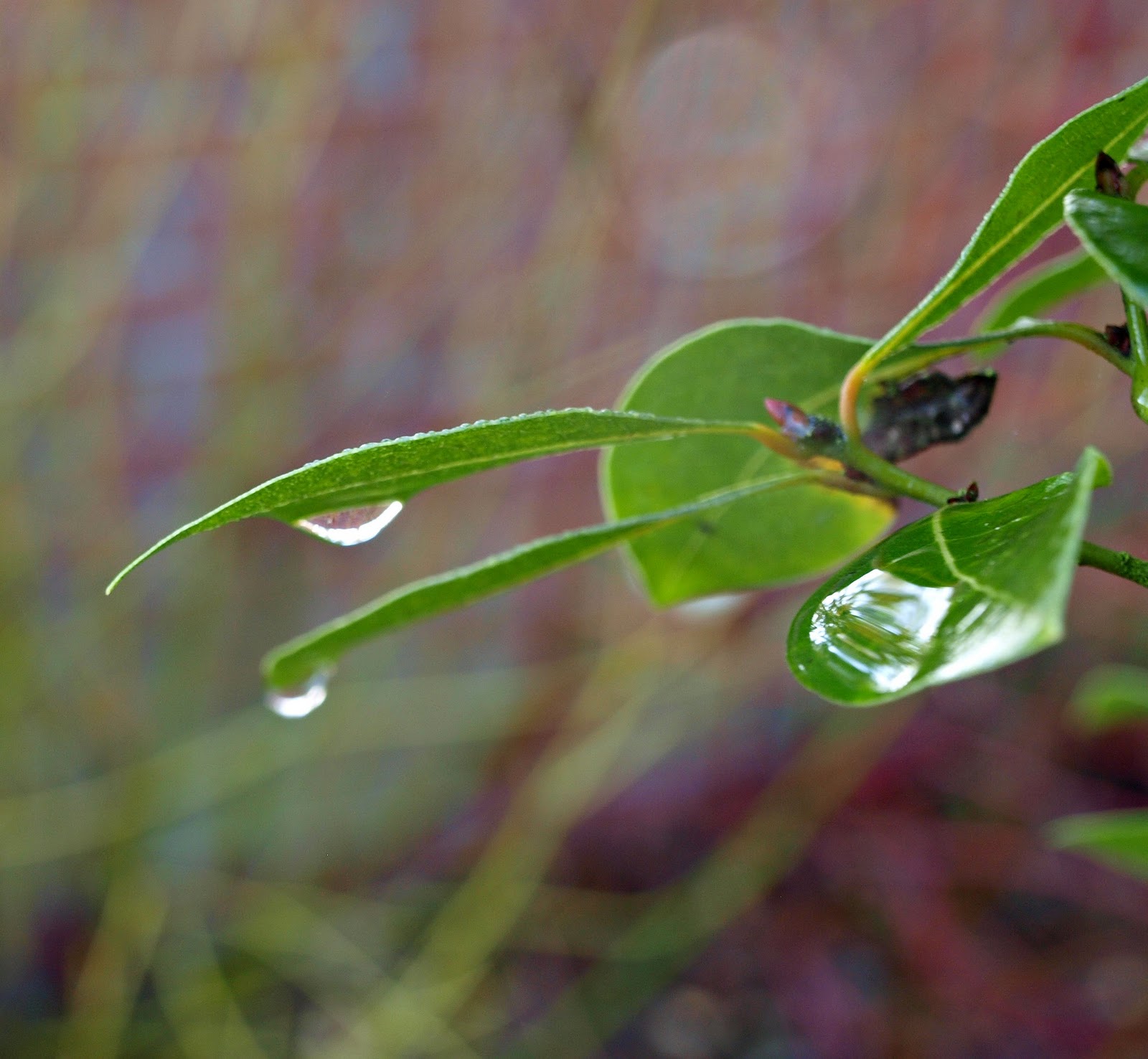 Mark's Veg Plot: Raindrops