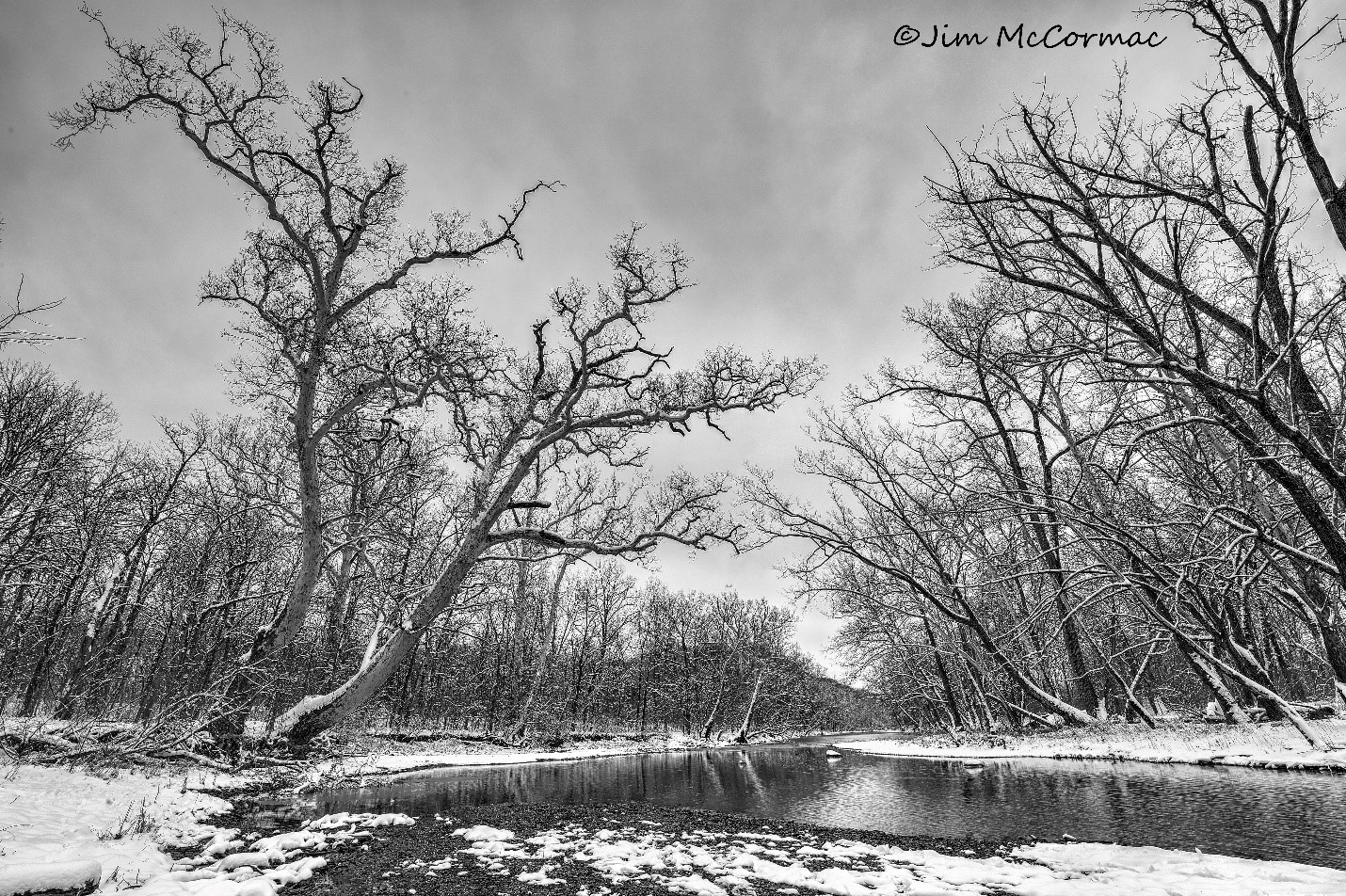Ohio Birds and Biodiversity Nature Sycamore tree is a towering