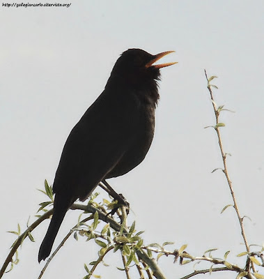 Merlo - fotografie - Blackbird - photographs -