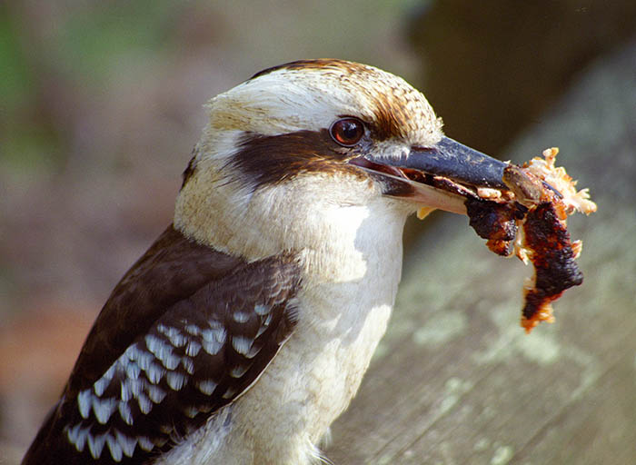 Kookaburra with meat