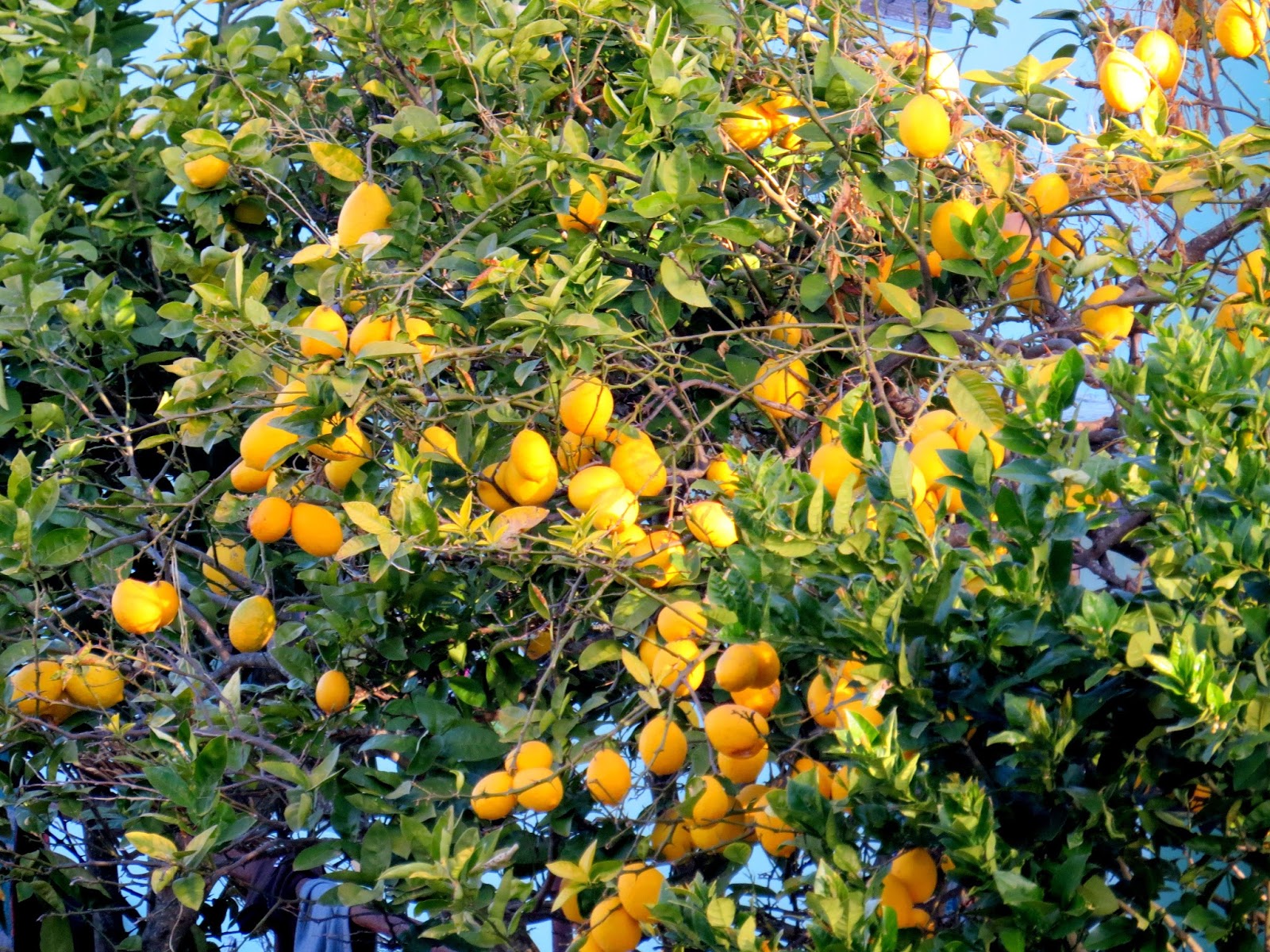 Lemon Marmalade Himalayan Lemon Marmalade Ambrosia