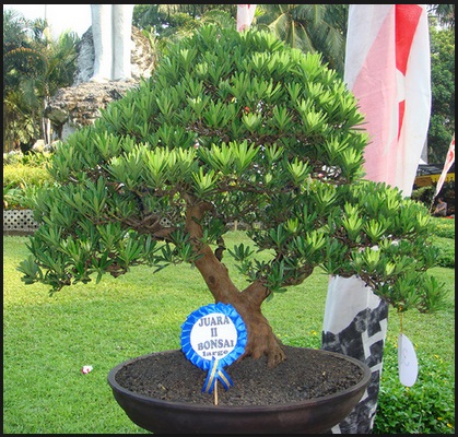 Bonsai Lohansung Super Mahal