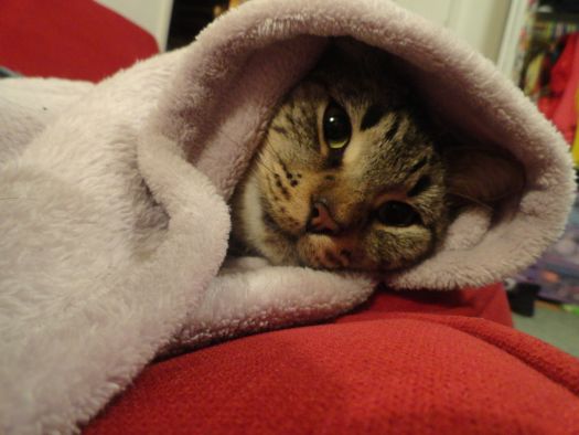 Celebrate Animals: Bug The Cat