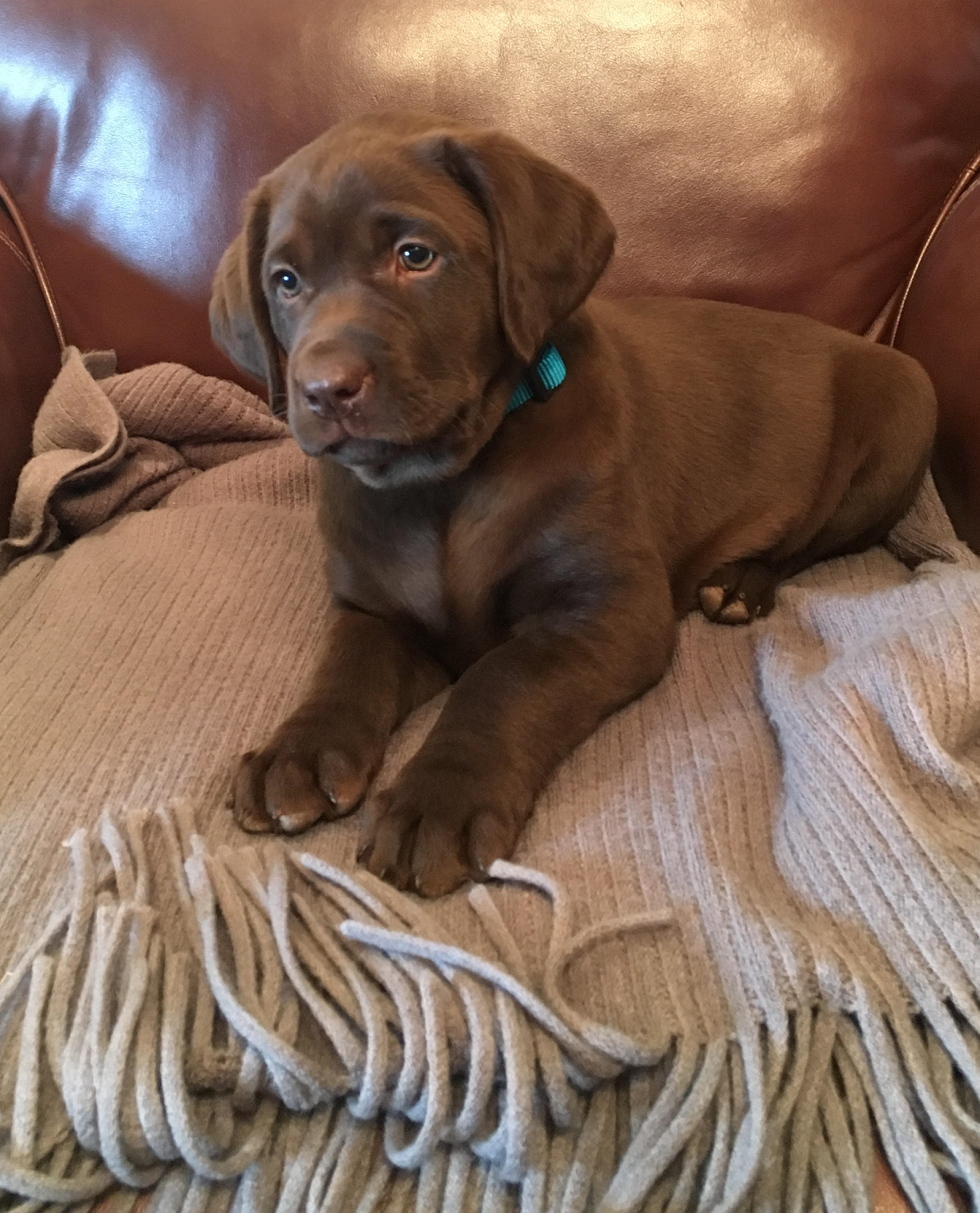 Windara Labrador Retrievers A new LABRADOR RETRIEVER service dog from