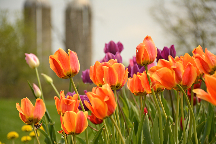 Spring; Tulips | My Darling Days Spring; Tulips | My Darling Days