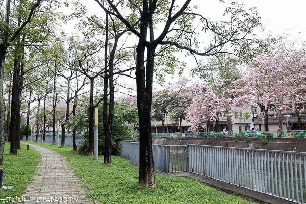 台中南區|興大綠園道|綠川河畔風鈴木|台中最長洋紅風鈴木步道|江川公園 台中南區|興大綠園道|綠川河畔風鈴木|台中最長洋紅風鈴木步道|江川公園