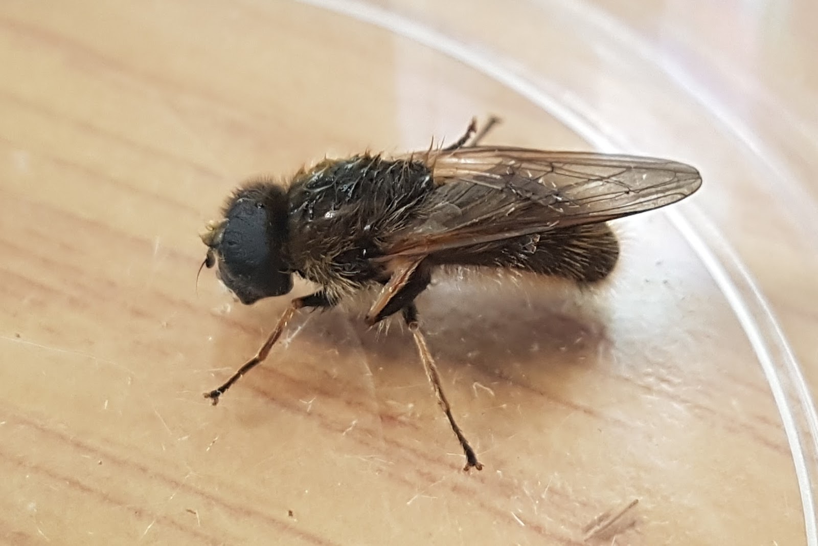 Wet Flies and Limp Moths