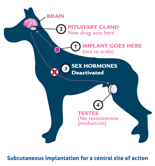 How Long Does It Take To Desex A Male Dog