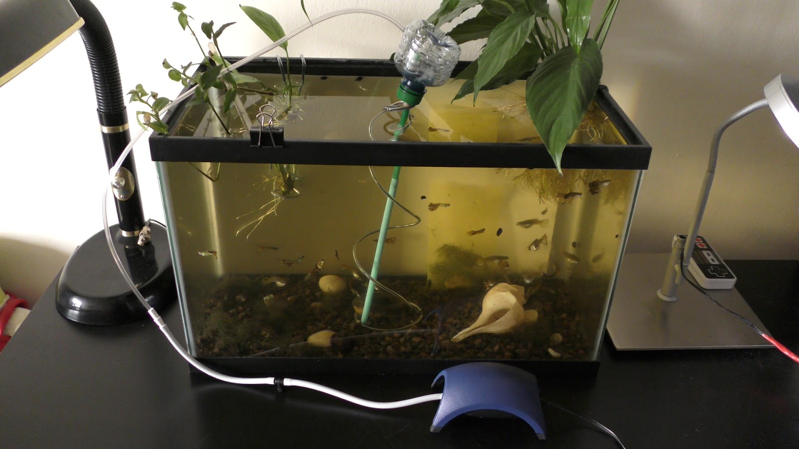Random Bits DIY Filtering aquarium with air pump