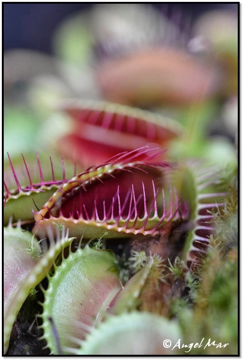 Flores y Bichos ***: Venus atrapamoscas - Flytrap (Dionaea muscipula)