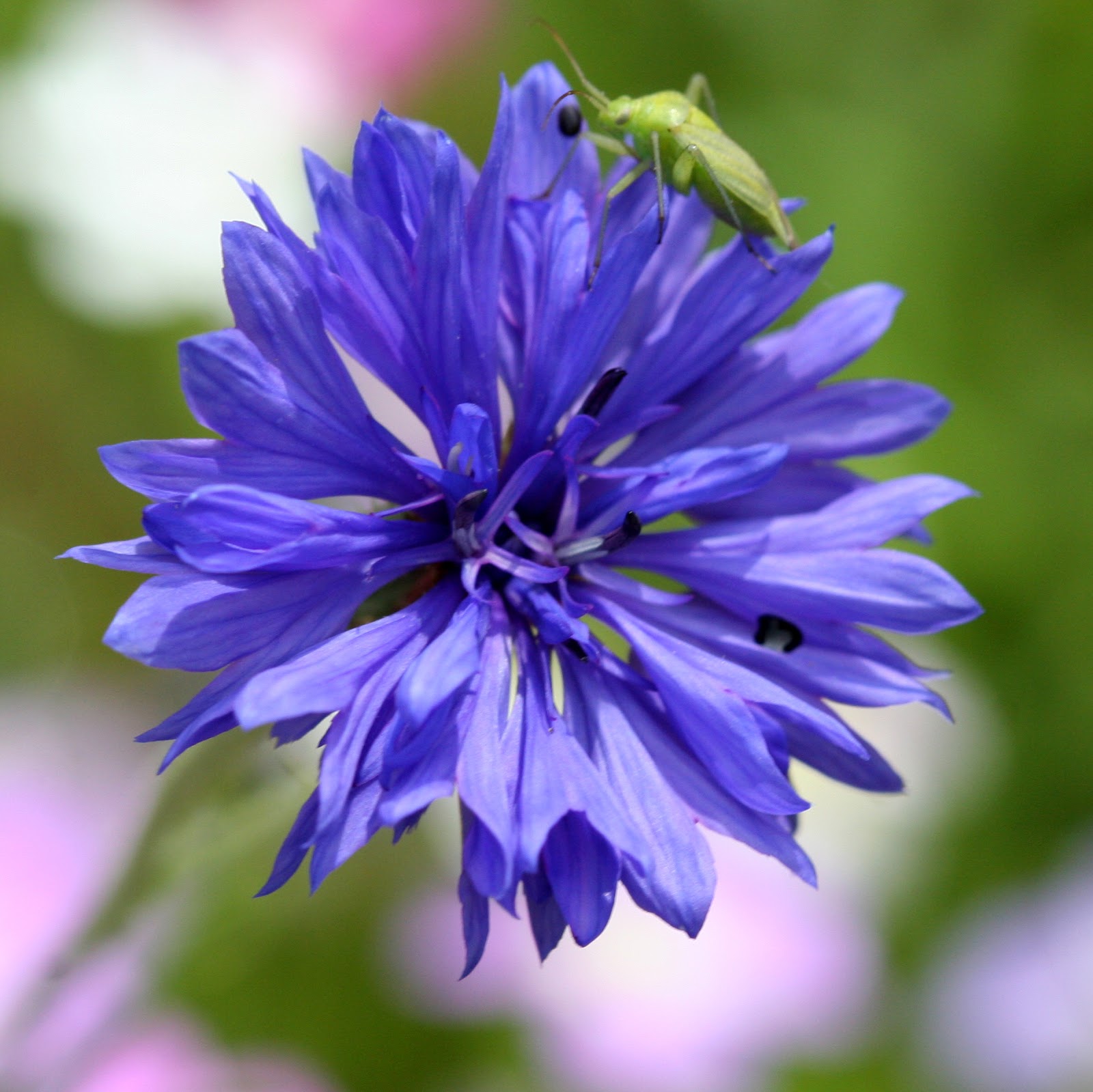 Xx Garden Fleurs de prairies