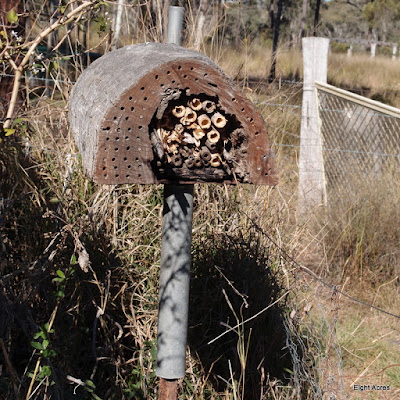 eight acres: how to make a simple home for native bees and wasps