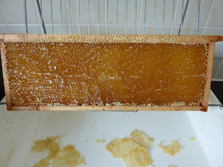 Cadre de miel sans opercules