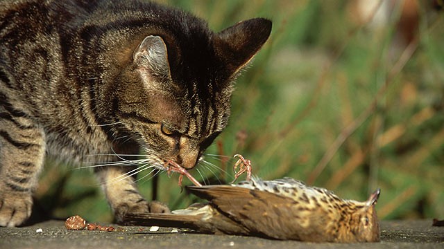 cat-kills-bird.jpg
