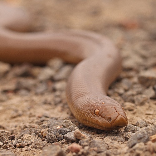 Life is short, but snakes are long Utah's boa