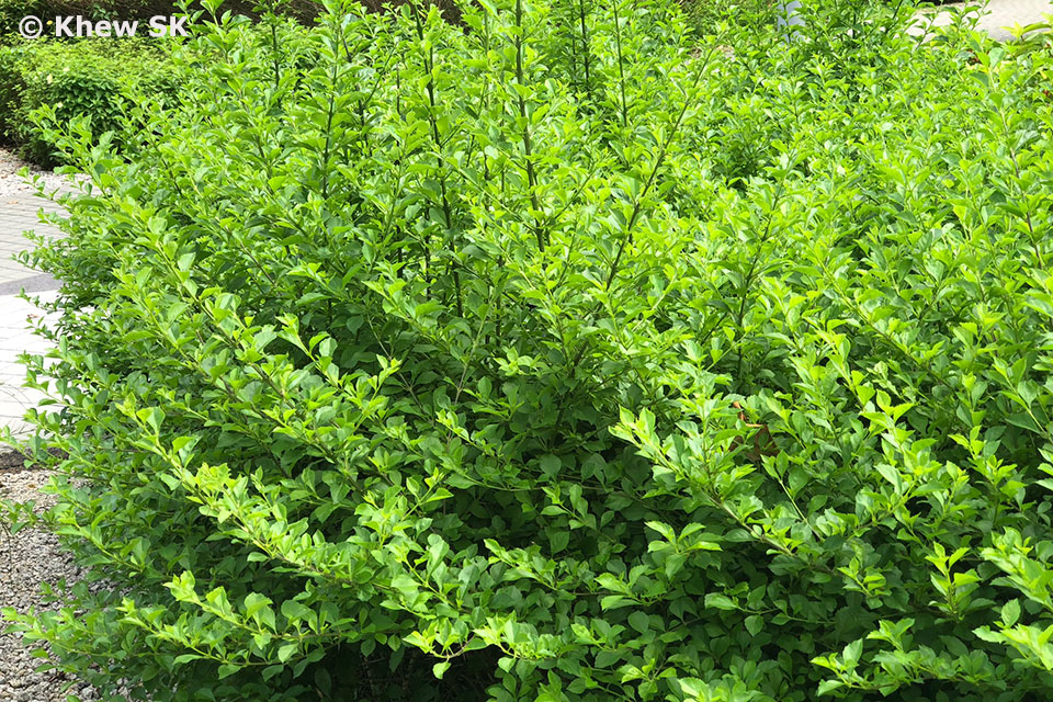 Large Shrub With Upward Spikes Of Purple Flowers