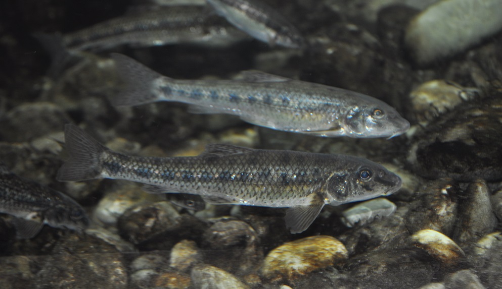 ZOOTOGRAFIANDO (MI COLECCIÓN DE FOTOS DE ANIMALES) GOBIO / GUDGEON