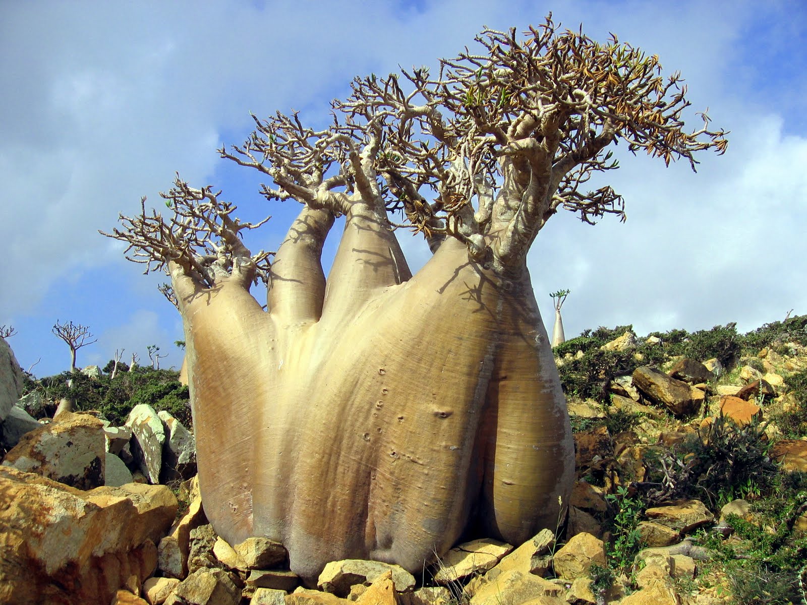 socotra.jpg