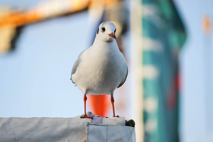 Blog Page 3 Pirckheimer Gesellschaft