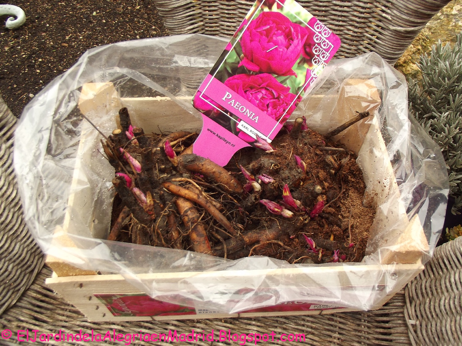 seda Sinceridad Contribuir El jardín de la alegría : Paeonia lactiflora 'Karl Rosenfield' a raíz  desnuda (rizomas)
