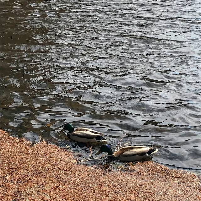 stora dammen i tumba storadammen, tumba