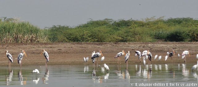 Migrated bird watching at Bhigwan kumbargaon - Simply amazing experience