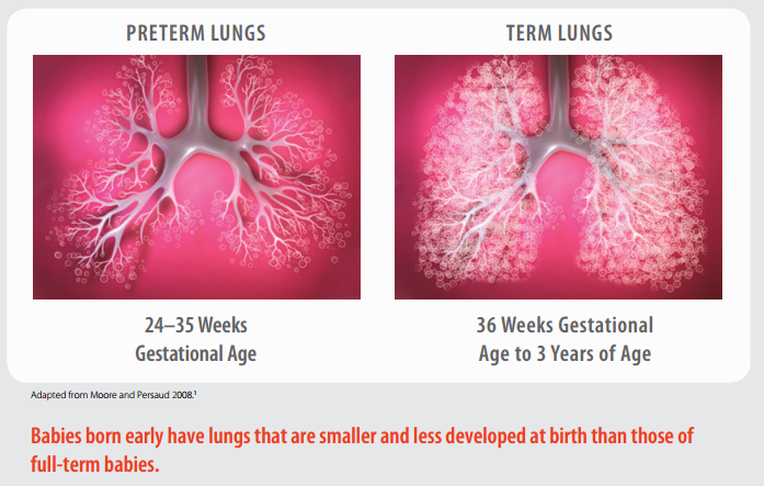 What Week Of Pregnancy Are Babies Lungs Fully Developed?